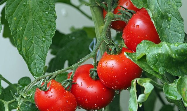 Milujete a pěstujete na své zahradě rajčata Přinášíme vám užitečné tipy pro jejich pěstování