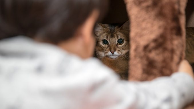 animal-2179166_960_720